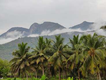 A lush grove of palm trees stands in the foreground, with green hills and misty clouds drifting along majestic mountains under a cloudy sky in the background.