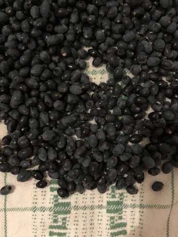 Une pile de petites baies foncées est étalée sur un tissu blanc à motif écossais vert. Les baies semblent fraîches et naturelles.