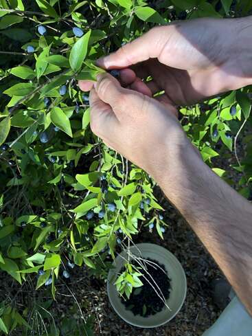 Deux mains cueillent avec soin des baies bleu foncé mûres sur un buisson vert feuillu et les placent dans un bol posé sur le sol, entouré de soleil et de feuillage.