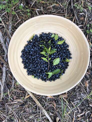 Un bol en bois rempli de petites baies bleu foncé et de quelques feuilles vertes est posé sur le sol, entouré d'herbe séchée, de brindilles et de verdure éparpillée.