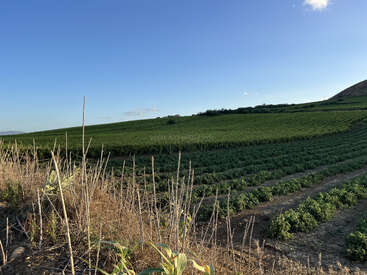 Un champ verdoyant s'étend sur des collines légèrement ondulées sous un ciel bleu clair, avec des tiges sèches et quelques plantes à feuilles au premier plan. Une campagne paisible.