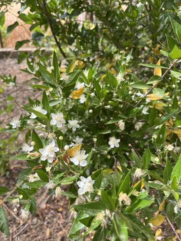 Cette image montre un arbuste vert luxuriant avec des fleurs blanches délicates et de petits bourgeons. Les feuilles sont brillantes et certaines ont des reflets jaunes.