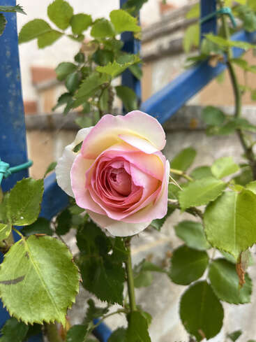 Eine zartrosa Rose blüht inmitten grüner Blätter, mit einem sanften Farbverlauf von Weiß bis zu gelben Rändern. Im Hintergrund sind blaue Metallstangen und verschwommenes Mauerwerk zu sehen.