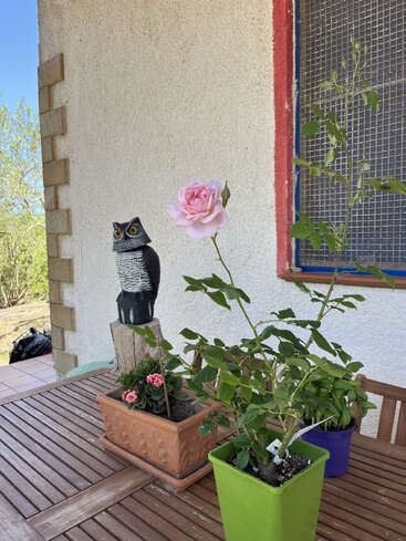 Auf einem Holztisch stehen Topfpflanzen, darunter eine rosa Rose. Daneben steht eine dekorative Eulenfigur. Die Szene spielt vor einer strukturierten weißen Außenwand.