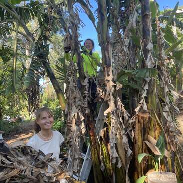 Deux femmes jardinent parmi de grands bananiers, coupant les feuilles mortes. L'une d'elles est debout sur une échelle, vêtue d'une veste aux couleurs vives. Toutes deux sourient, entourées d'une végétation luxuriante et baignées par la lumière du soleil.