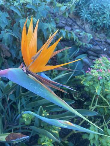 A vibrant Bird of Paradise flower with striking orange and blue petals stands out against lush green foliage, dew drops glistening on its sculpted leaves.