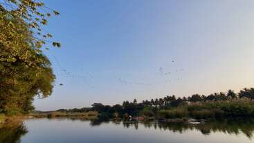 Une scène de rivière sereine au coucher du soleil avec une eau calme, des arbres verdoyants et une volée d'oiseaux volant gracieusement dans le ciel bleu et clair. Nature paisible.
