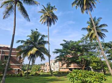 Cette image montre de grands cocotiers, de l'herbe verte et un paysage luxuriant entourant des bâtiments modernes en briques sous un ciel bleu lumineux, évoquant l'atmosphère paisible d'un campus tropical.