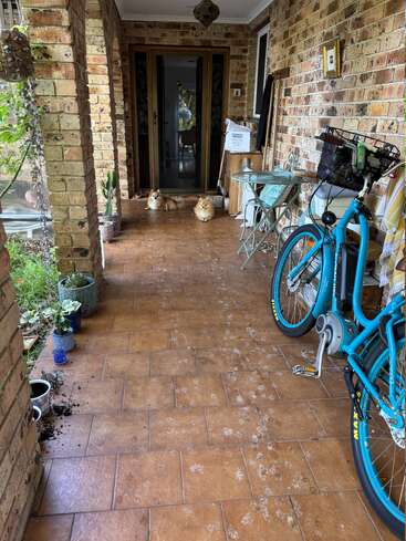 A brick porch with plants, a blue bicycle, and some scattered soil. Two fluffy dogs sit by the door, with muddy paw prints on the tiles.