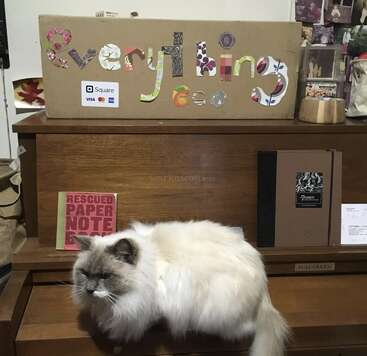 A fluffy white cat sits on a wooden piano. Above, a colorful sign reads "Everything" with a Square payment sticker. Various books and papers surround them.