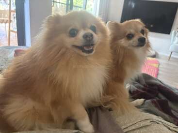 Dois cachorrinhos fofinhos da raça Pomerânia estão sentados em um cobertor aconchegante dentro de casa. Um deles parece feliz e animado, enquanto o outro parece calmo e curioso. A luz do sol entra pela janela.