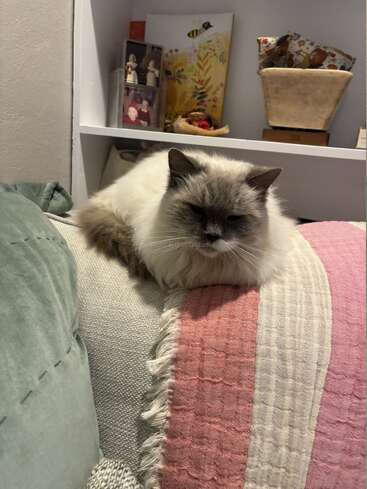 Um gato fofinho, de focinho cinza, descansa serenamente em um sofá aconchegante, coberto por cobertores macios em tons pastéis. Nas prateleiras ao fundo, há fotos, objetos de decoração e livros.