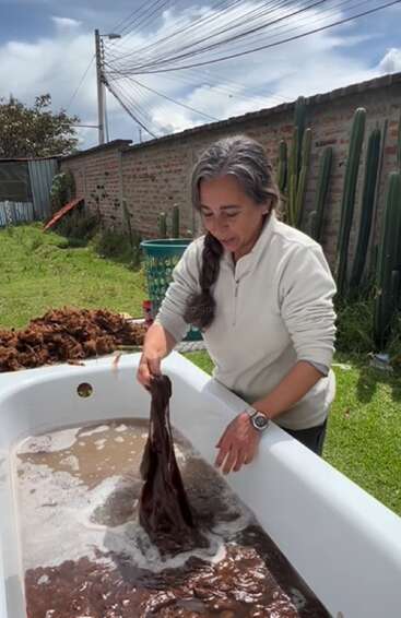 Uma mulher de cabelos grisalhos presos em uma trança lava lã marrom em uma banheira ao ar livre. No fundo, há cactos, uma parede de tijolos e grama verde.