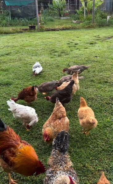 Um grupo de galinhas e patos pastam juntos na grama verde de um quintal cercado, rodeados por plantas e árvores exuberantes num dia nublado.