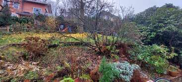 Dieses Bild zeigt einen abfallenden Garten mit Herbstlaub, verschiedenen Sträuchern, kahlen Bäumen und grünen Pflanzen. Im Hintergrund sind teilweise zwei Häuser zu sehen.