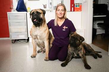 A imagem mostra dois cães, um grande e um pequeno, parados em frente a uma cerca com uma área gramada atrás deles. Os cães estão olhando para a câmera.