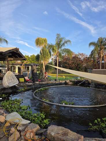La photo montre un jardin ensoleillé avec un bassin circulaire, des plantes aquatiques, une chaise suspendue, des palmiers, du mobilier d'extérieur et une personne assise près de la pelouse.