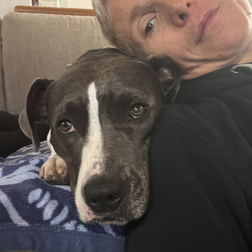 A person and a black-and-white dog cuddle closely on a couch. The dog looks directly at the camera, resting its head and appearing calm and relaxed.
