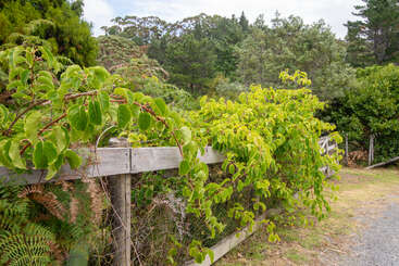 Une clôture en bois recouverte de grillage métallique est envahie par des vignes luxuriantes et verdoyantes. Des arbres denses et des fougères entourent la zone, créant un paysage naturel et dynamique.
