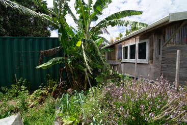Cette image montre un jardin luxuriant avec des bananiers, diverses plantes vertes et des fleurs violettes, à côté d'une maison rustique en bois et d'un conteneur vert.