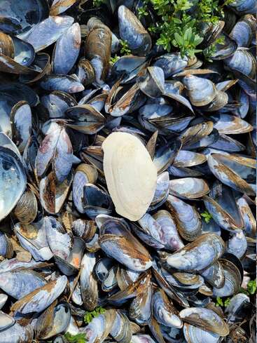Eine Ansammlung von dunkelblauen und violetten Muschelschalen auf Sand, verstreut mit kleinen grünen Pflanzen, hebt eine einzelne markante weiße Muschel in der Mitte hervor.