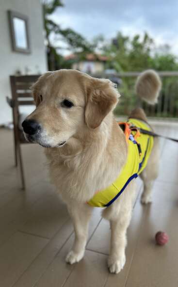 Ein Golden Retriever mit einer leuchtend gelben Weste steht auf einer Veranda und schaut wachsam. Ein kleiner rosa Ball liegt in der Nähe, im Hintergrund steht ein Stuhl.