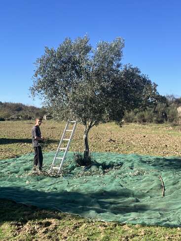 A person stands beside a ladder and an olive tree, surrounded by green netting on the ground, likely harvesting olives on a sunny, clear day.