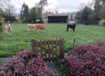 The image depicts a serene rural scene featuring a field of cows, a rustic fence, and a vibrant display of pink flowers.
