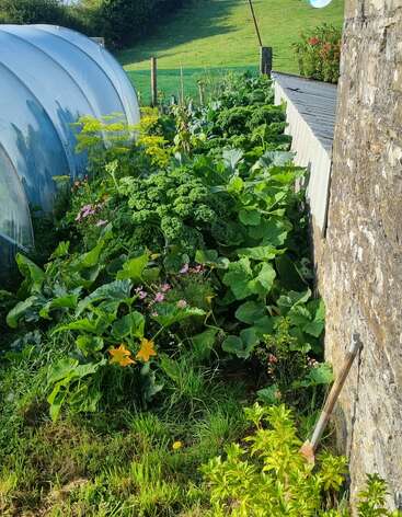 The image depicts a lush vegetable garden situated beside a stone wall and a greenhouse, showcasing a variety of leafy greens and flowers.