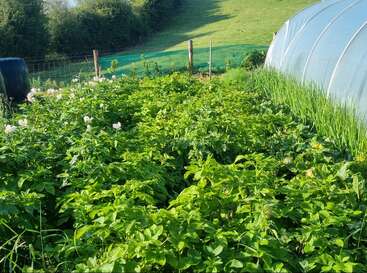 The image depicts a lush potato field, with a greenhouse and a fence in the background, showcasing a thriving agricultural scene.