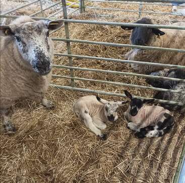 The image depicts a sheep and her two lambs in a pen, with the mother sheep standing and the lambs lying down. The lambs are white with black markings.