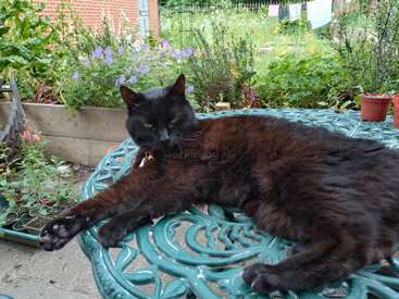 A black cat lounges comfortably on a decorative outdoor table surrounded by lush plants and flowers in a garden, with laundry hanging in the background.