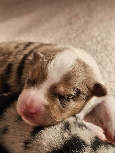 A tiny, newborn puppy with closed eyes rests peacefully on another puppy’s back, showcasing soft brown, white, and black fur in a warm, cozy setting.