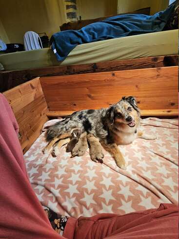 A happy Australian Shepherd mother lies on a star-patterned blanket, nursing three newborn puppies in a cozy wooden whelping box beside a bed.