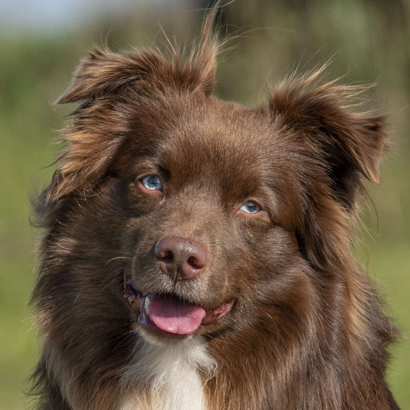 A fluffy brown dog with piercing blue eyes and a pink tongue sits outside, looking curious and friendly. Sunlight highlights its beautiful, soft fur and playful expression.