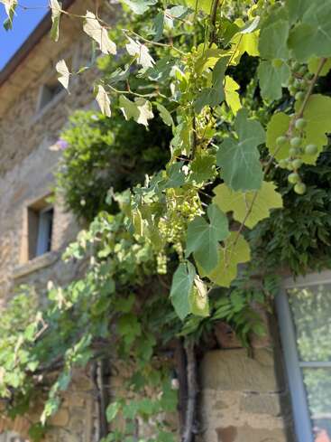 Sunlight shines on lush green grapevines climbing a rustic stone building. Unripe grape clusters hang among the leaves, with windows and blue sky visible in the background.