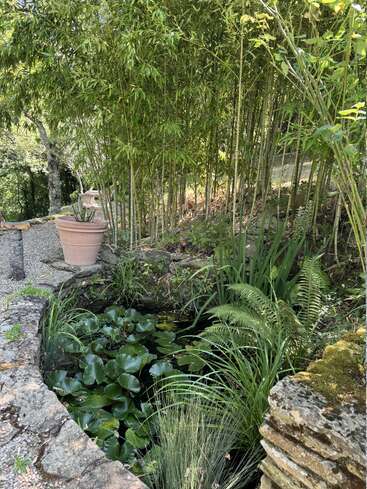 A peaceful garden scene with a small stone-lined pond, water lilies, lush green ferns, bamboo stalks, a potted plant, and dappled sunlight filtering through.