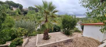 A lush green landscape with a variety of trees, including a prominent palm in the center, stone steps, and a white building with a red roof.