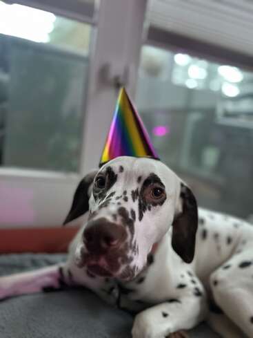 Um cão dálmata deita-se em um ambiente interno usando um chapéu de festa brilhante com as cores do arco-íris. O plano de fundo mostra grandes janelas, criando uma atmosfera aconchegante, festiva e alegre.