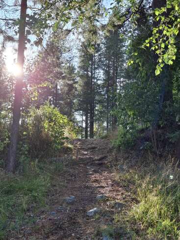 Ein sonnenbeschienener Waldweg schlängelt sich bergauf, umgeben von hohen Kiefern und üppig grünem Laub. Die Sonnenstrahlen fallen durch die Äste und schaffen eine friedliche, einladende Atmosphäre.