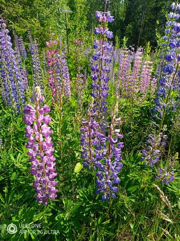 Große, leuchtende Lupinenblüten in Lila- und Rosatönen blühen in Hülle und Fülle auf einer üppigen, sonnenbeschienenen Wiese, umgeben von grünem Laub und Bäumen, und verkörpern die Schönheit des Sommers.