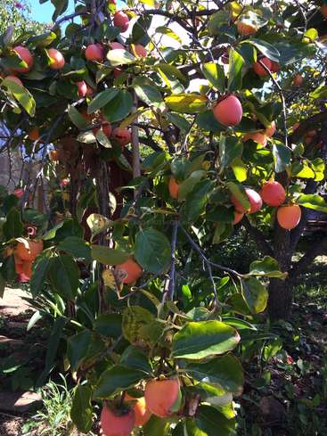 La imagen representa un vibrante caqui, adornado con numerosos frutos anaranjados y exuberantes hojas verdes, sobre un sereno fondo de cielo azul.