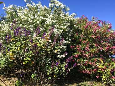 La imagen representa un vibrante jardín con una variada gama de plantas en flor, como flores blancas, moradas y rosas, sobre un brillante cielo azul.