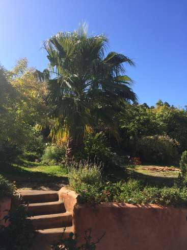 La imagen representa una serena escena de jardín con una palmera, escalones de piedra y exuberante vegetación, sobre un cielo azul despejado.