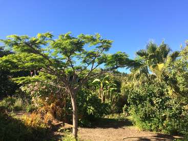 La imagen representa una serena escena de jardín con un árbol de hojas de un verde intenso, rodeado de frondoso follaje y un cielo azul despejado en un día soleado.