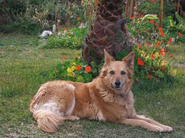 La imagen representa una serena escena de un perro tumbado en la hierba frente a un vibrante jardín, rodeado de exuberante vegetación y coloridas flores.