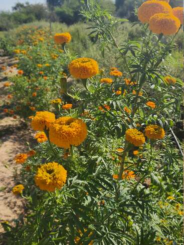 Les fleurs de souci orange vif s'épanouissent avec éclat dans un jardin ensoleillé. Le feuillage vert dense contraste magnifiquement avec les fleurs et s'étend en rangées vers l'horizon.