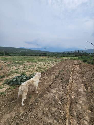 Un chien blanc se tient debout dans un champ boueux creusé de tranchées peu profondes, regardant vers les collines verdoyantes au loin sous un ciel nuageux. Le paysage semble calme et rural.