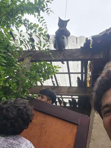 Un chat est assis sur un toit et regarde vers le bas. Trois personnes en bas semblent inquiètes ou amusées, essayant peut-être de sauver le chat. Des feuilles vertes encadrent la scène.