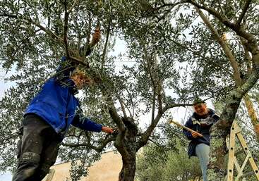 Two people are harvesting olives from an olive tree. They use sticks and ladders, surrounded by green foliage, focusing on their work with smiles and concentration.